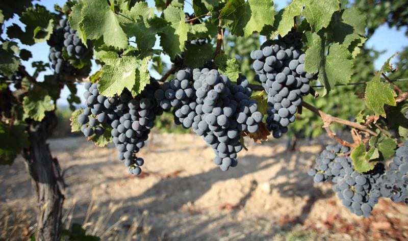 Bozcaada’da Yetişen Ürünler Nelerdir? 3 bozcaada-üzüm