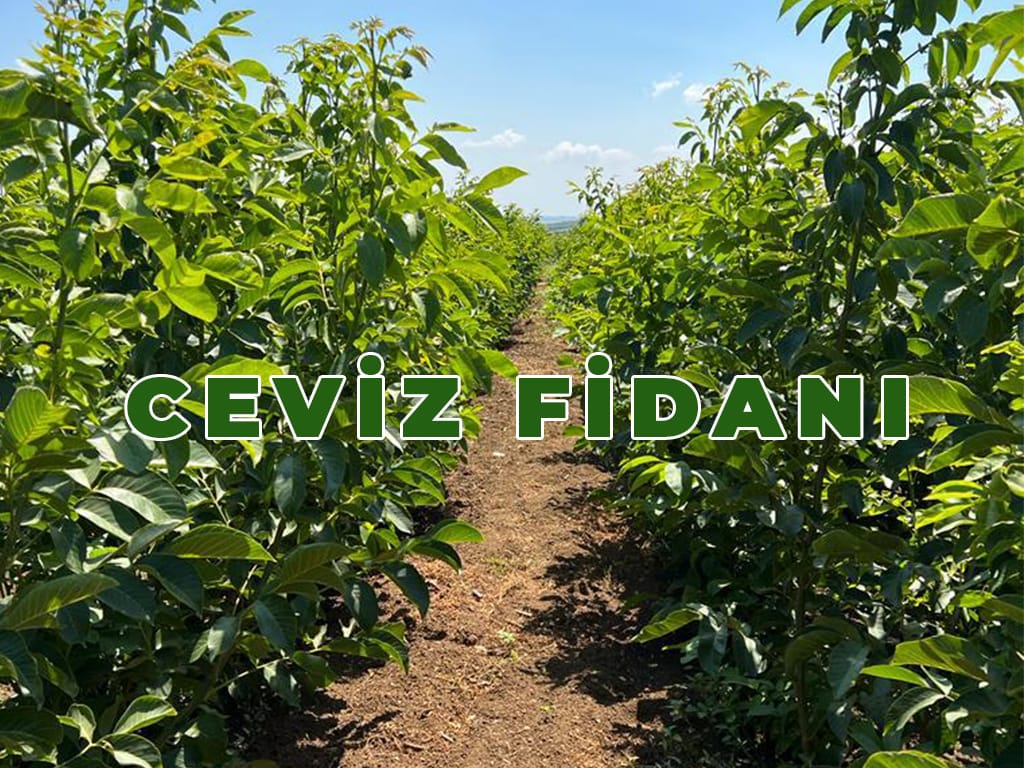 ceviz fidani