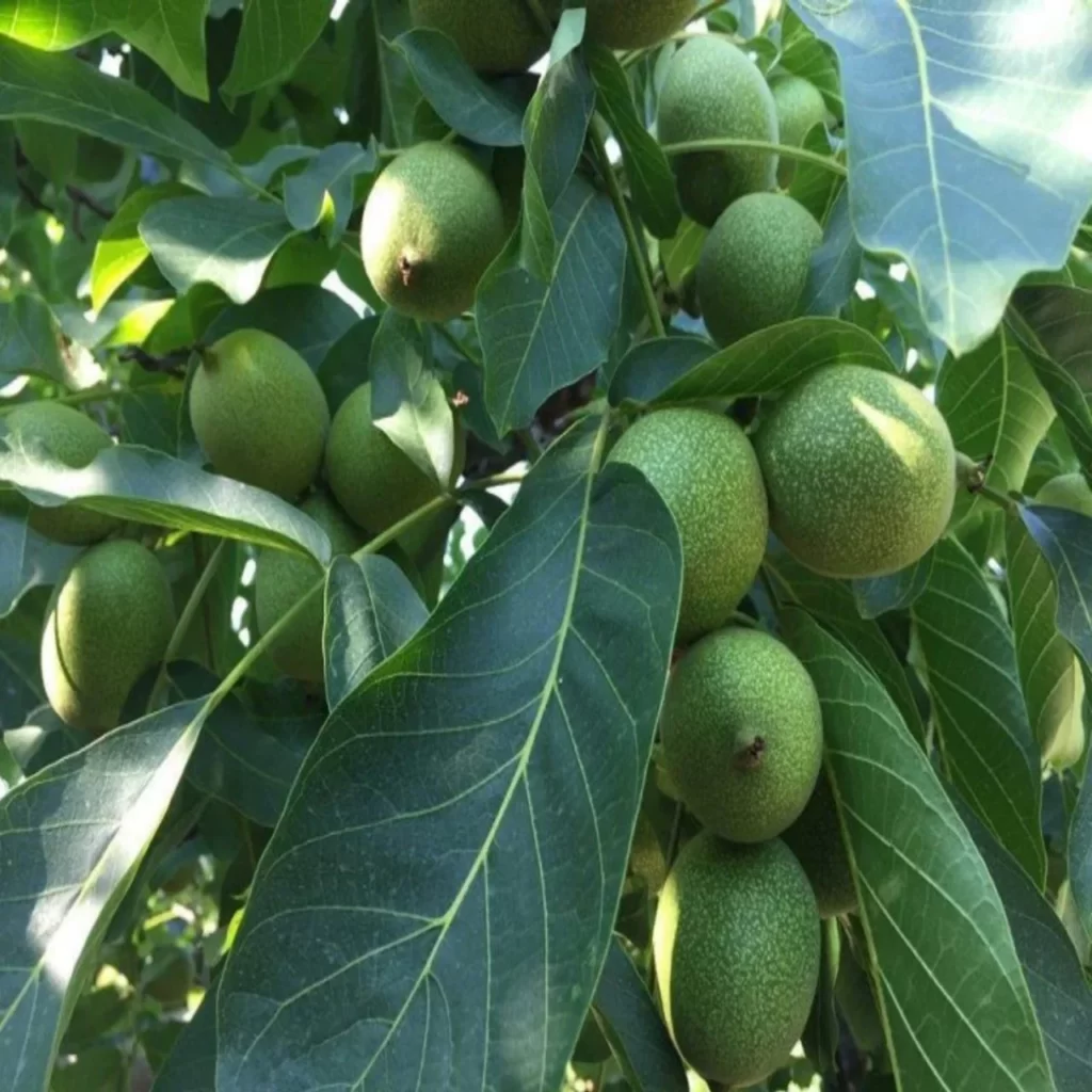 Chandler Ceviz Fidanı 3 Chandler Ceviz Fidanı