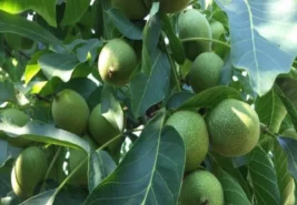 Chandler Ceviz Fidanı