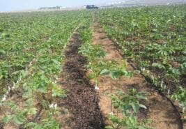 Sertifikalı ve Aşılı Ceviz Fidanı Seçenekleri